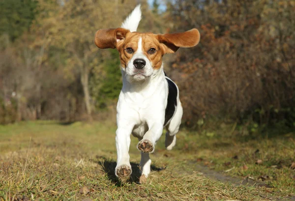 Beagle körs i höst park — Stockfoto