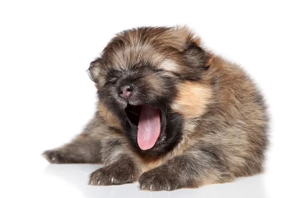 Spitz pup (2 weken) yawn op witte achtergrond — Stockfoto