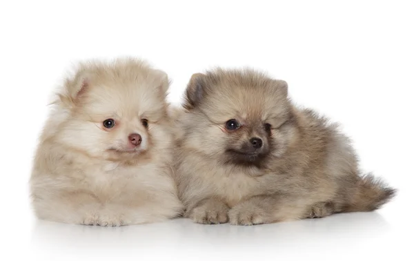 Cachorros Spitz (1 mês) sobre fundo branco — Fotografia de Stock