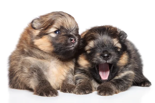 stock image Two Spitz puppies (2 week) on white background