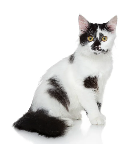 Mixed-breed spotted black and white cat — Stock Photo, Image