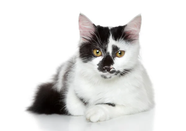 Gemengd-ras gevlekte zwart-witte kat — Stockfoto