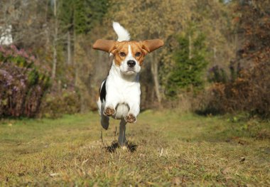 sonbahar Park'ta çalışan beagle