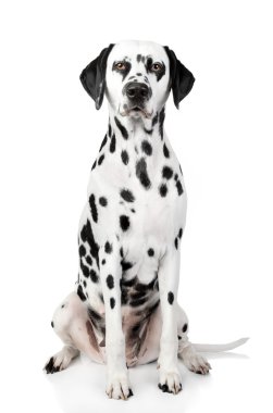 Dalmatian dog portrait clipart