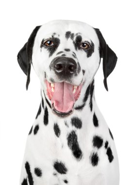 Portrait of a smiling Dalmatian clipart