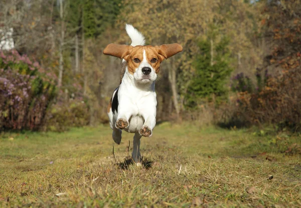 Beagle v podzimním parku — Stock fotografie