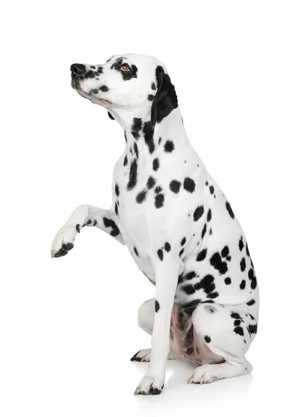 Далматинская собака дает лапу — стоковое фото