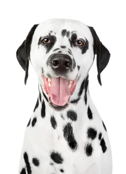 Porträt eines lächelnden Dalmatiners — Stockfoto
