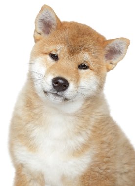 Shiba inu puppy, isolated on white background clipart