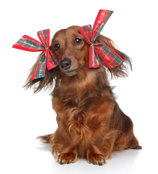 Funny Dachshund with red bows on a white background — Stock Photo, Image