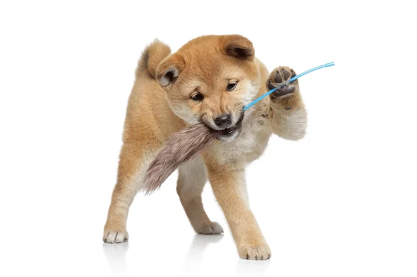 Shiba inu puppy playing — Stock Photo, Image