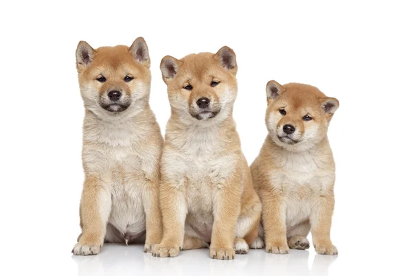 Shiba inu puppies portrait — Stock Photo, Image