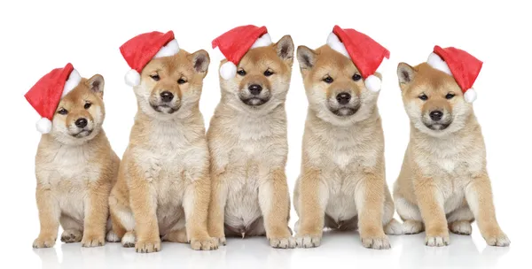 Shiba inu puppies portrait — Stock Photo, Image