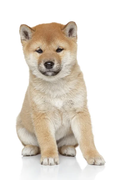 Shiba inu retrato de cachorro — Fotografia de Stock