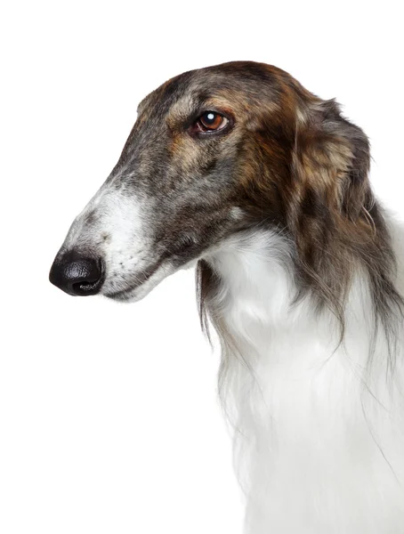 Російська псяча Хортиця, greyhound собаки — стокове фото