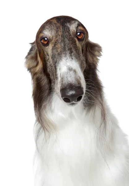 Ryska borzoi, greyhound hund — Stockfoto