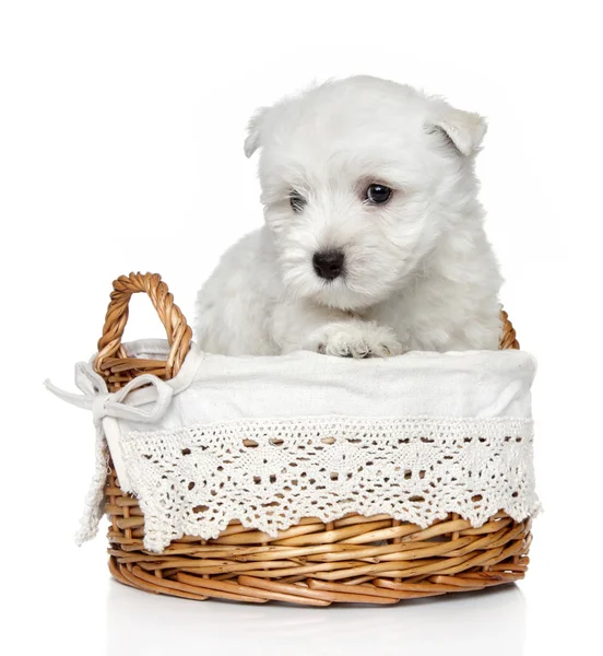 West Highland White Terrier filhote de cachorro (1 mês ) — Fotografia de Stock