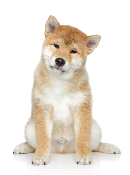 Shiba inu retrato de cachorro no fundo branco — Fotografia de Stock