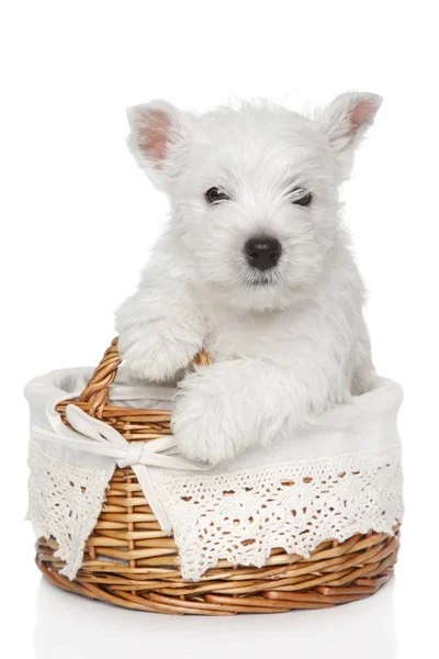 West Highland White Terrier valp (1 månad) — Stockfoto