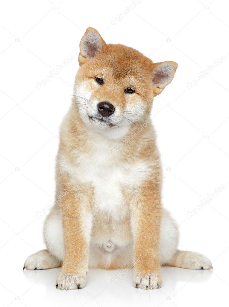 Shiba inu puppy portrait on white background