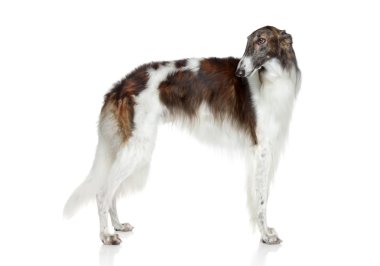 Russian borzoi, greyhound dog clipart