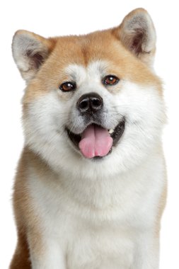 Akita inu portrait. isolated on white background clipart