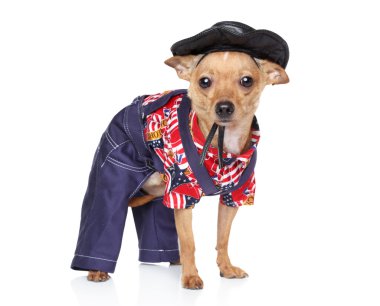Toy terrier in fashion Mexican clothing clipart