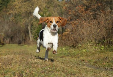 sonbahar Park'ta çalışan beagle