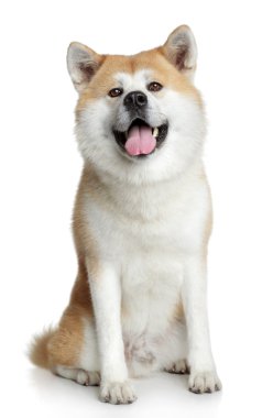 Akita inu dog portrait clipart