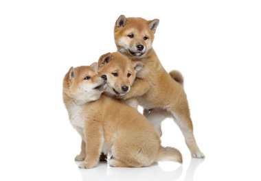 Shiba inu puppies playing clipart