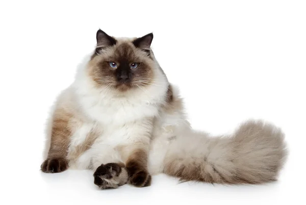 Сибірський кіт маскарад Неви — стокове фото