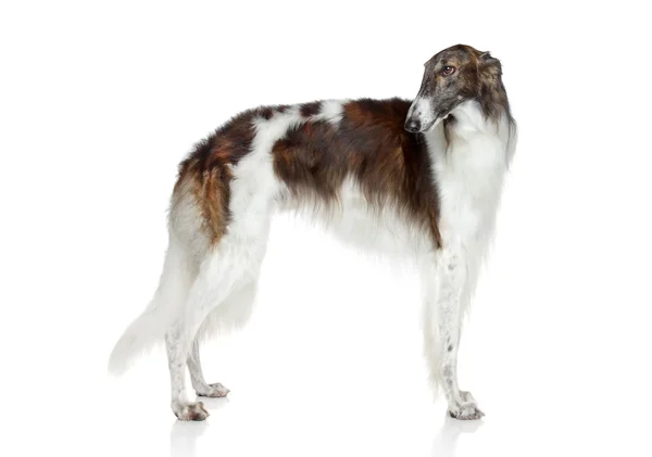Ryska borzoi, greyhound hund — Stockfoto