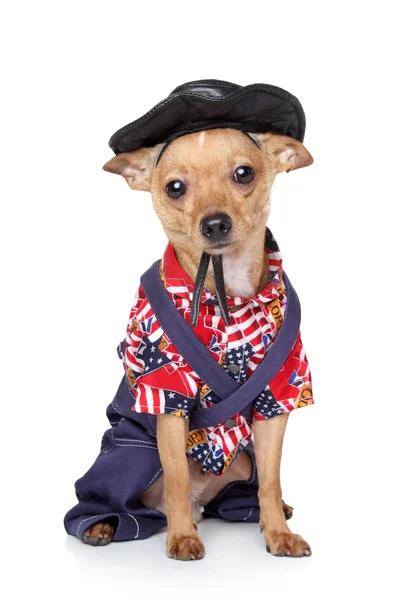 Toy terrier in fashion Mexican clothing — Stock Photo, Image