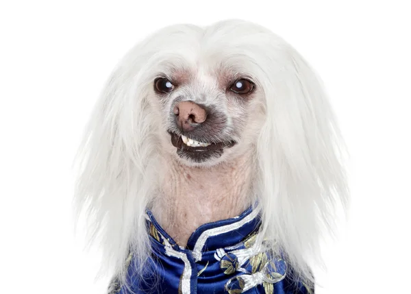 Portrait of a Chinese Crested dog on white background — Stock Photo, Image