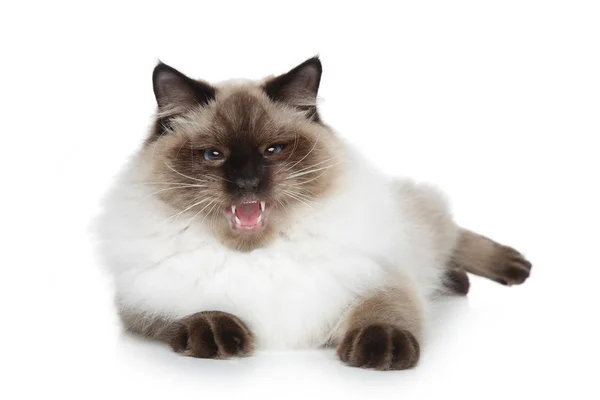 แมวหน้ากากนิวาไซบีเรีย — ภาพถ่ายสต็อก