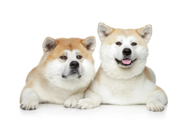 白い背景の上に横たわる 2 つの秋田犬 — ストック写真