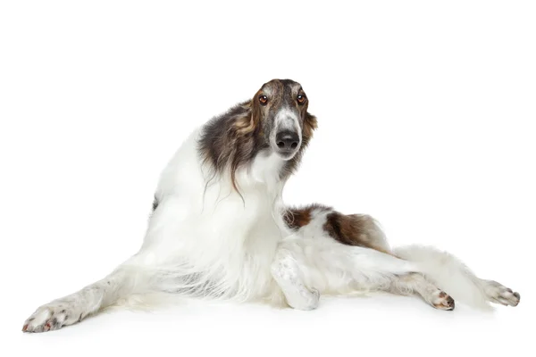 Russian borzoi, greyhound dog — Stock Photo, Image