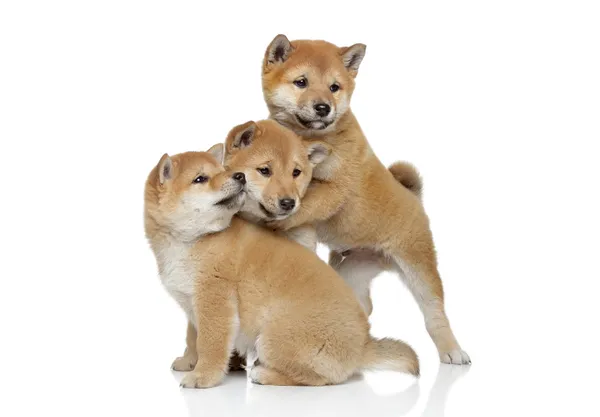 Shiba inu cachorros jugando — Foto de Stock
