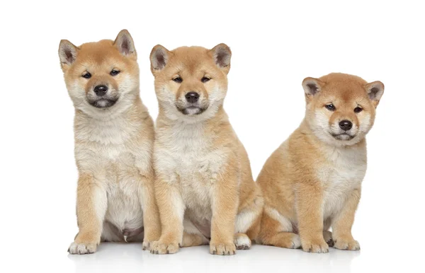 Три щенка Сиба Ину на белом фоне — стоковое фото
