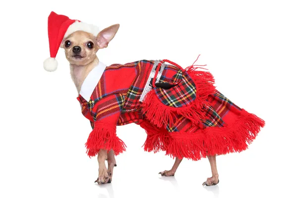 Brinquedo terrier em moda Santa Costume — Fotografia de Stock