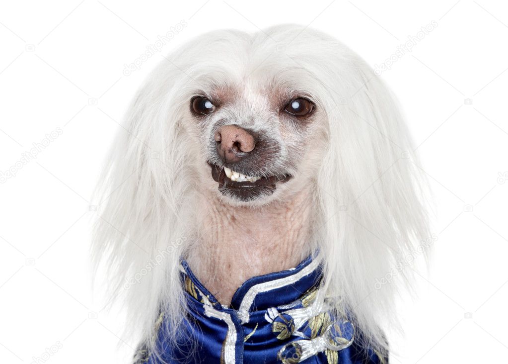 Portrait of a Chinese Crested dog on white background