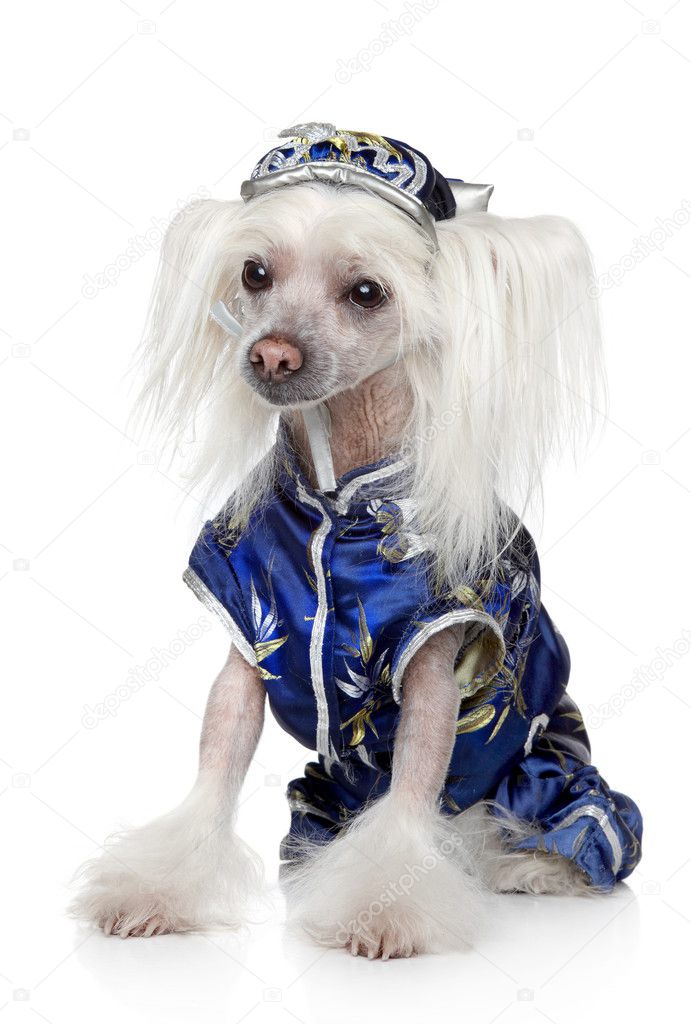 Chinese Crested dog sitting on a white background