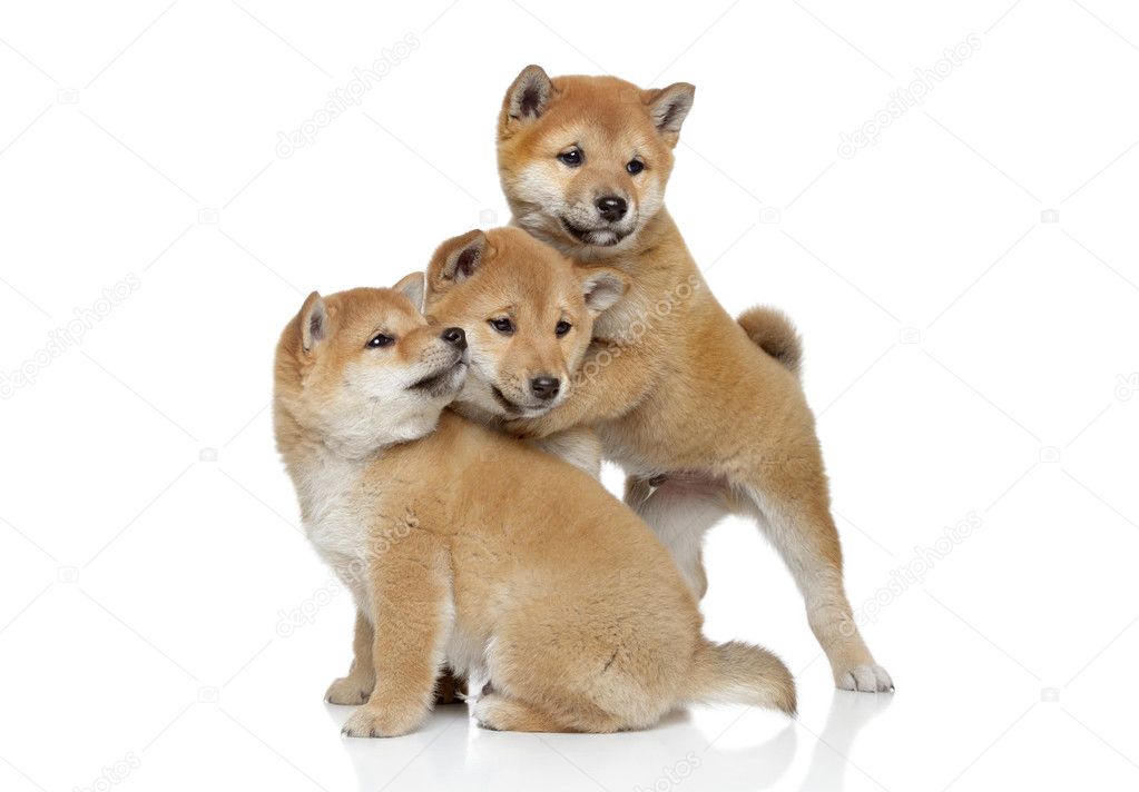Shiba inu puppies playing