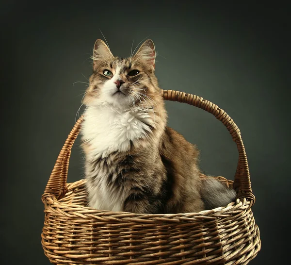 Šedá kočka — Stock fotografie