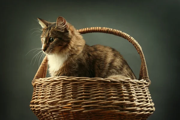Sepet içinde kedi — Stok fotoğraf