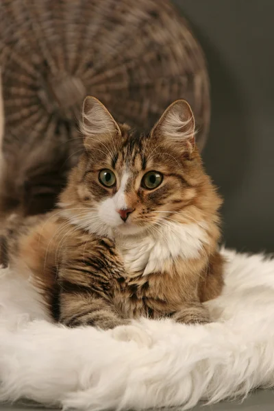 Милий кіт — стокове фото