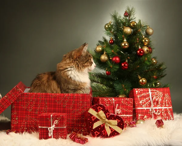 Kerstmis kat — Stockfoto