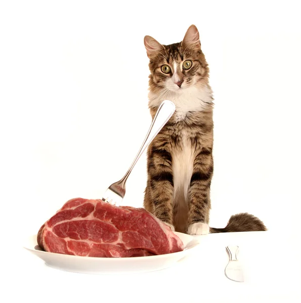 Kätzchen und Fleisch — Stockfoto