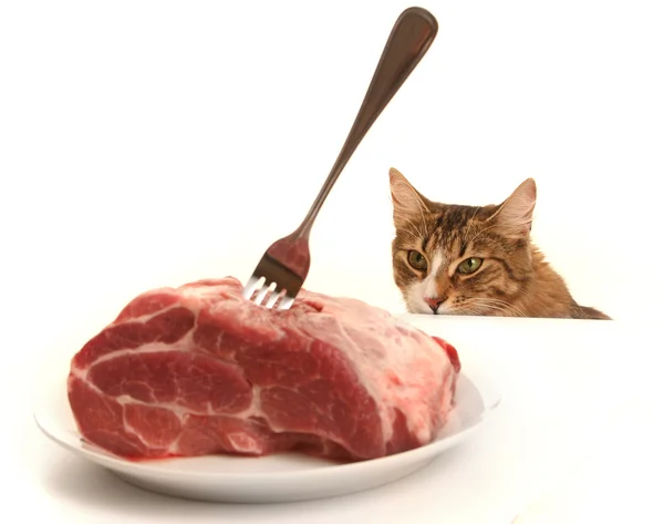 Gatinho e carne — Fotografia de Stock