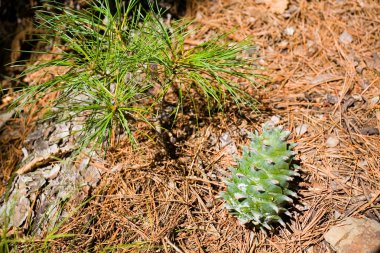 Small tree and Korean pine cone. clipart